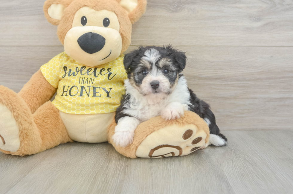5 week old Aussiechon Puppy For Sale - Simply Southern Pups