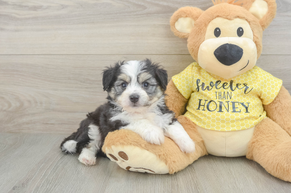 5 week old Aussiechon Puppy For Sale - Simply Southern Pups