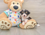 5 week old Aussiechon Puppy For Sale - Simply Southern Pups