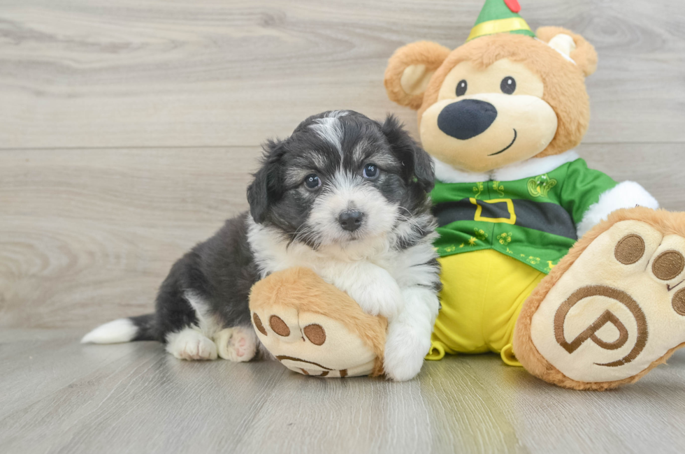 7 week old Aussiechon Puppy For Sale - Simply Southern Pups