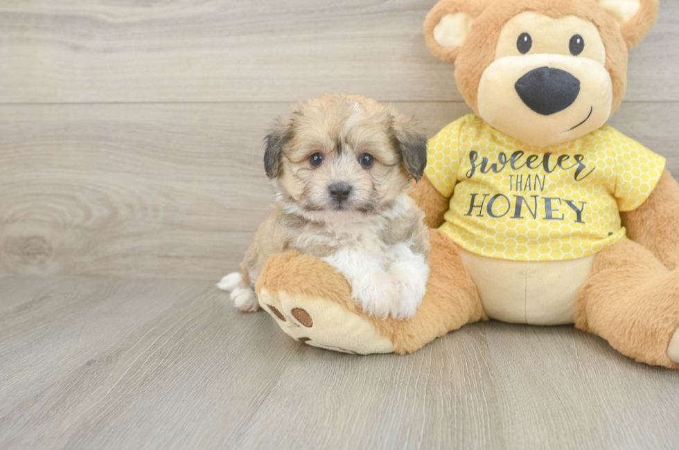 5 week old Aussiechon Puppy For Sale - Simply Southern Pups