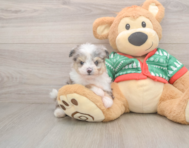 6 week old Aussiechon Puppy For Sale - Simply Southern Pups