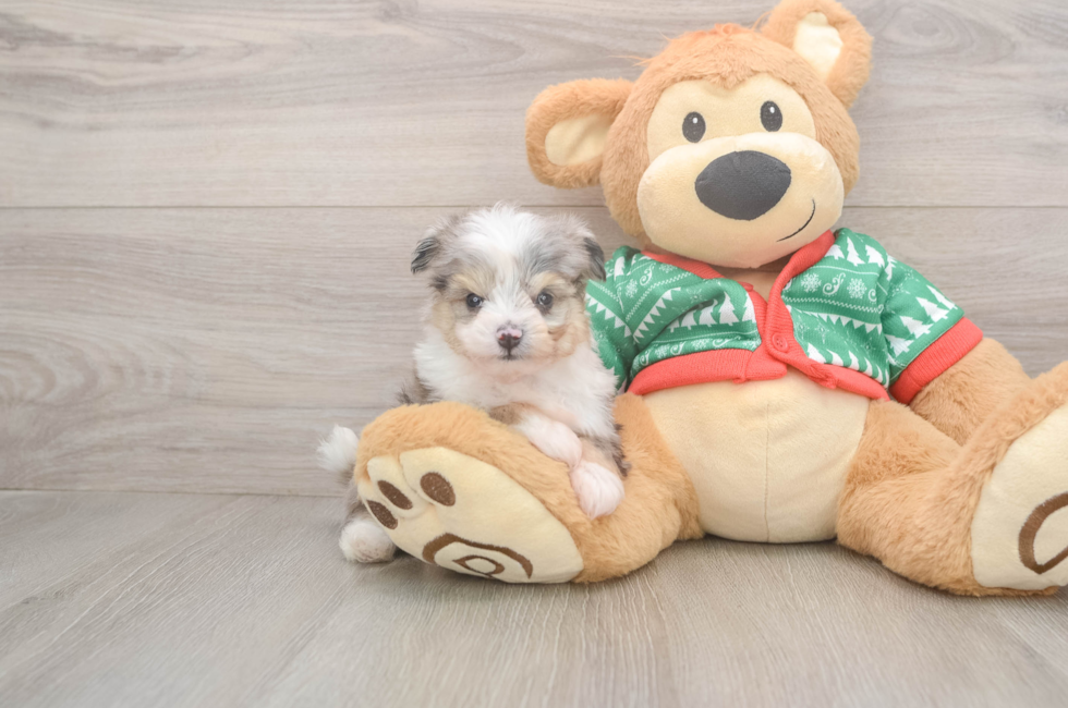 5 week old Aussiechon Puppy For Sale - Simply Southern Pups