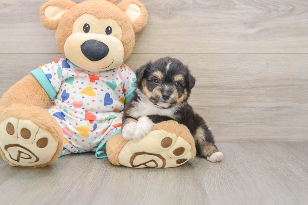 Smart Aussiechon Designer Pup