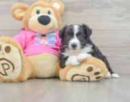 8 week old Aussiechon Puppy For Sale - Simply Southern Pups