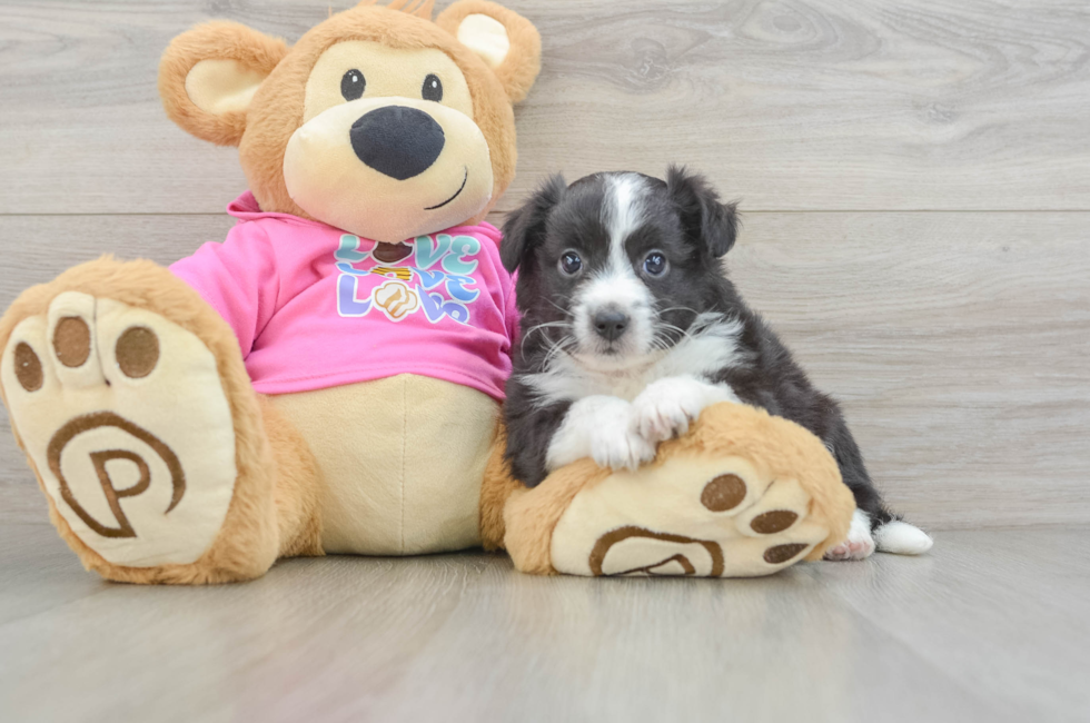 6 week old Aussiechon Puppy For Sale - Simply Southern Pups