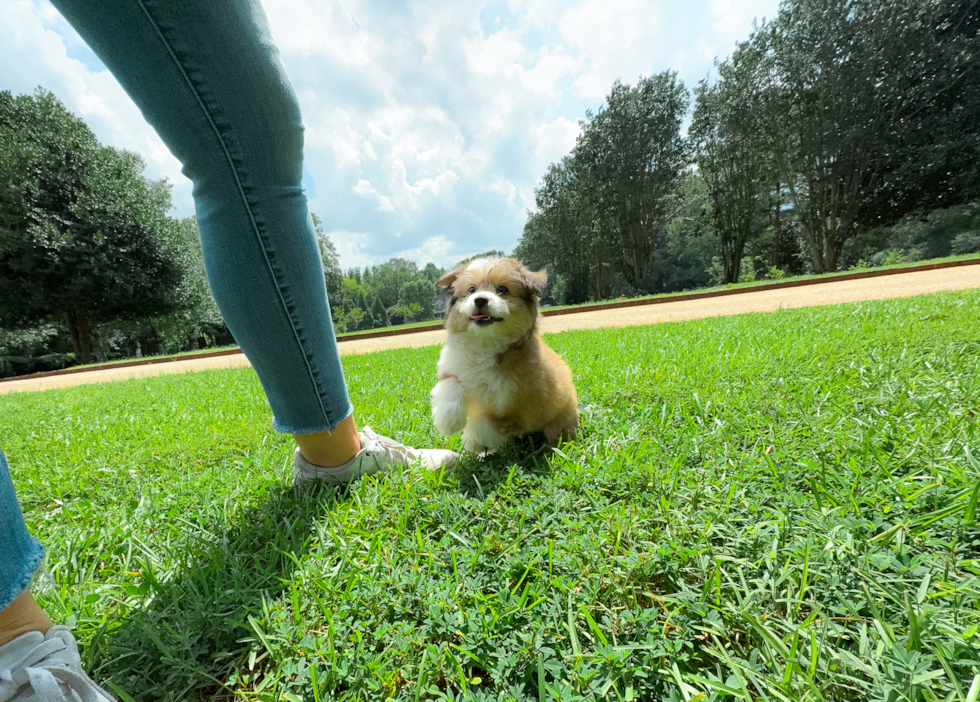 Aussiechon Puppy for Adoption