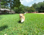 10 week old Aussiechon Puppy For Sale - Simply Southern Pups