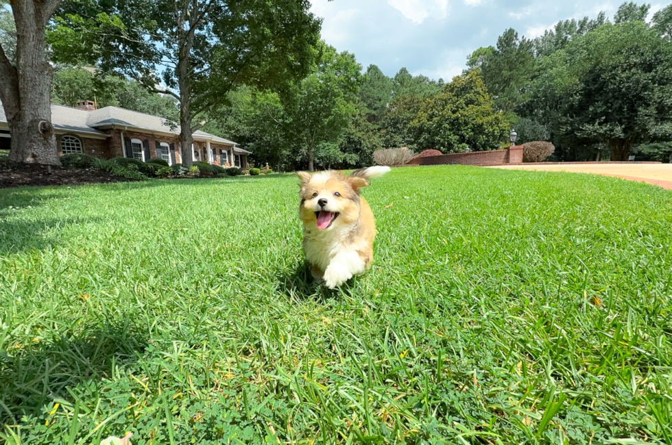 10 week old Aussiechon Puppy For Sale - Simply Southern Pups