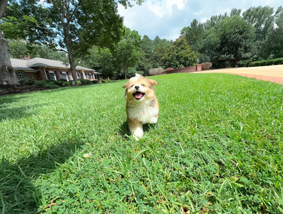 Aussiechon Puppy for Adoption