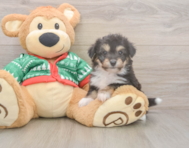 6 week old Aussiechon Puppy For Sale - Simply Southern Pups