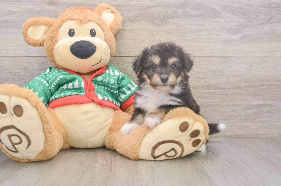 5 week old Aussiechon Puppy For Sale - Simply Southern Pups