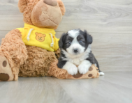 6 week old Aussiechon Puppy For Sale - Simply Southern Pups