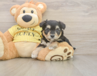 8 week old Aussiechon Puppy For Sale - Simply Southern Pups
