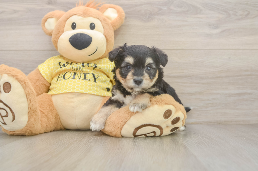 5 week old Aussiechon Puppy For Sale - Simply Southern Pups