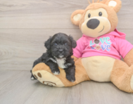 5 week old Aussiechon Puppy For Sale - Simply Southern Pups