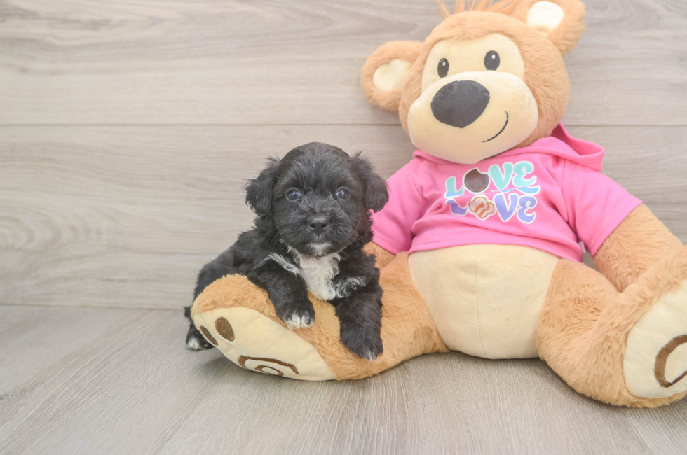 6 week old Aussiechon Puppy For Sale - Simply Southern Pups