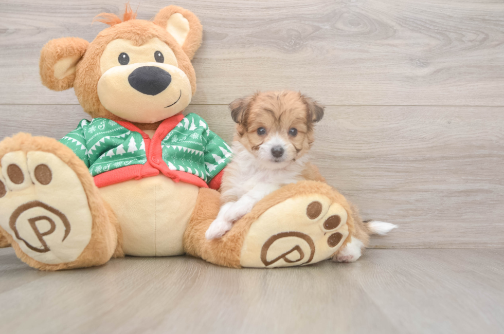 6 week old Aussiechon Puppy For Sale - Simply Southern Pups