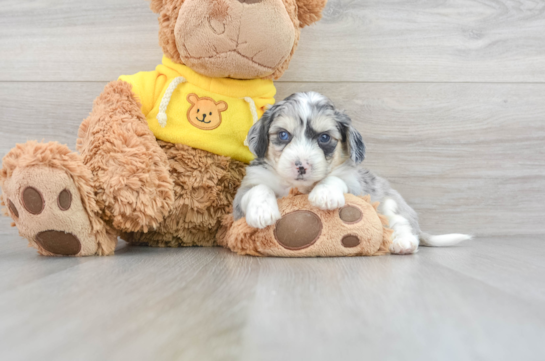 Australian Shepherd Stuffed Toy - Austin Canine Central