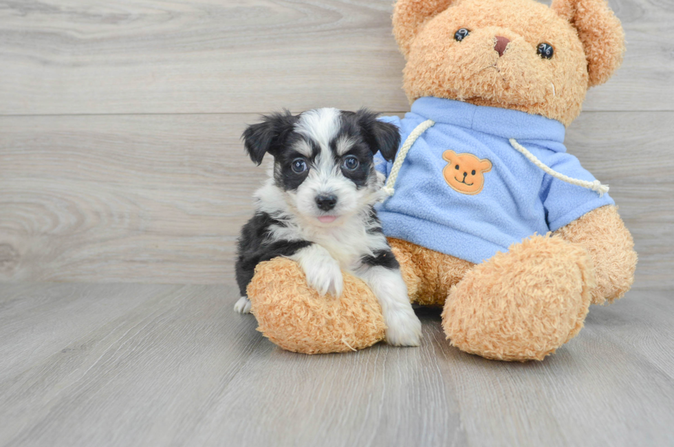 6 week old Aussiechon Puppy For Sale - Simply Southern Pups