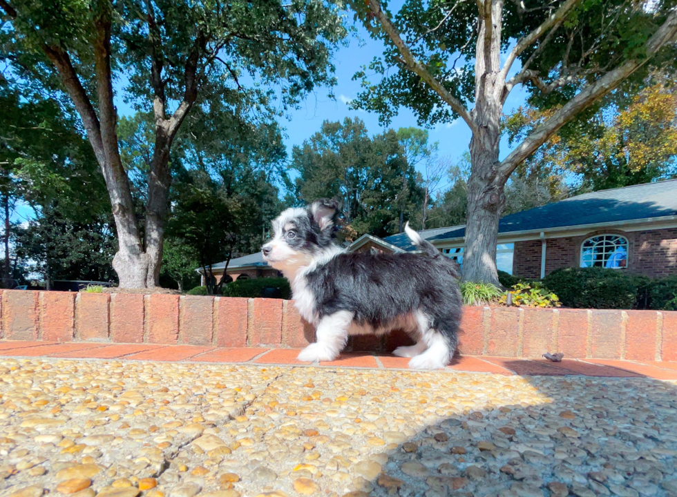Aussiechon Puppy for Adoption