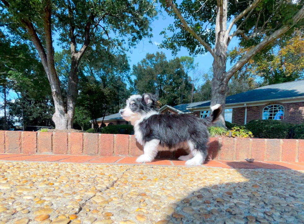 Cute Australian Designer Puppy