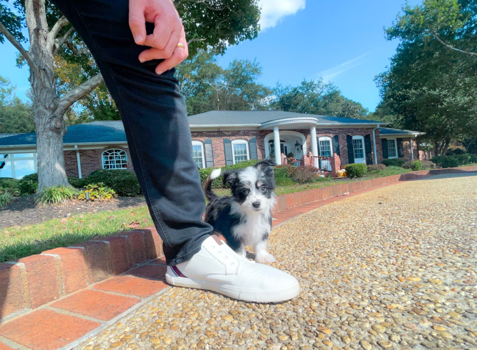 Cute Aussiechon Baby