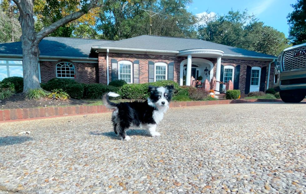 Cute Aussiechon Designer Pup