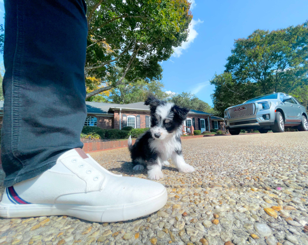 Cute Aussiechon Baby