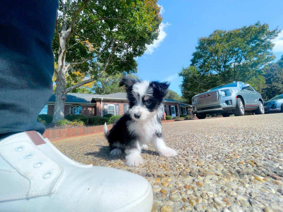 Aussiechon Pup Being Cute