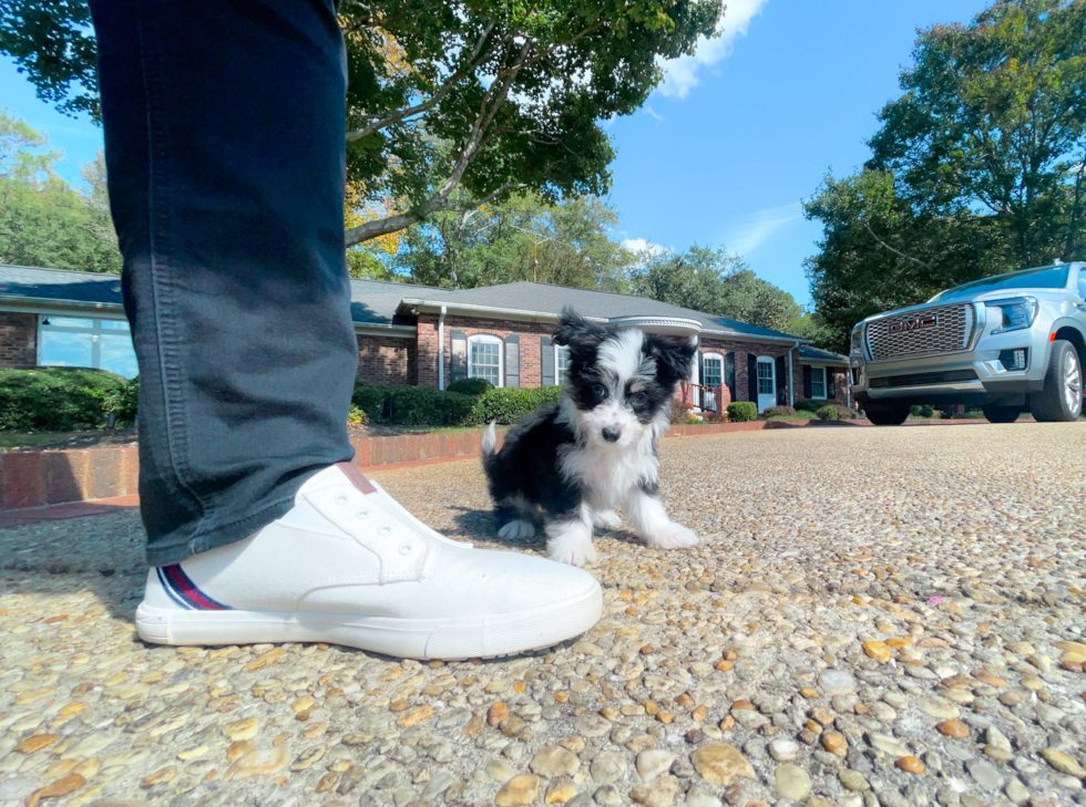 Best Aussiechon Baby