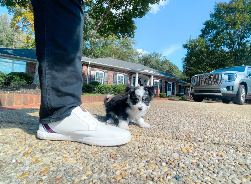 Cute Aussiechon Designer Pup