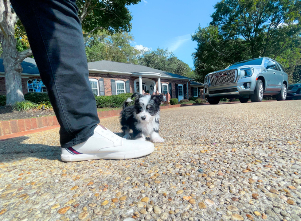 Aussiechon Pup Being Cute