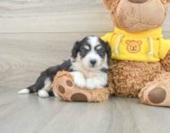 8 week old Aussiechon Puppy For Sale - Simply Southern Pups