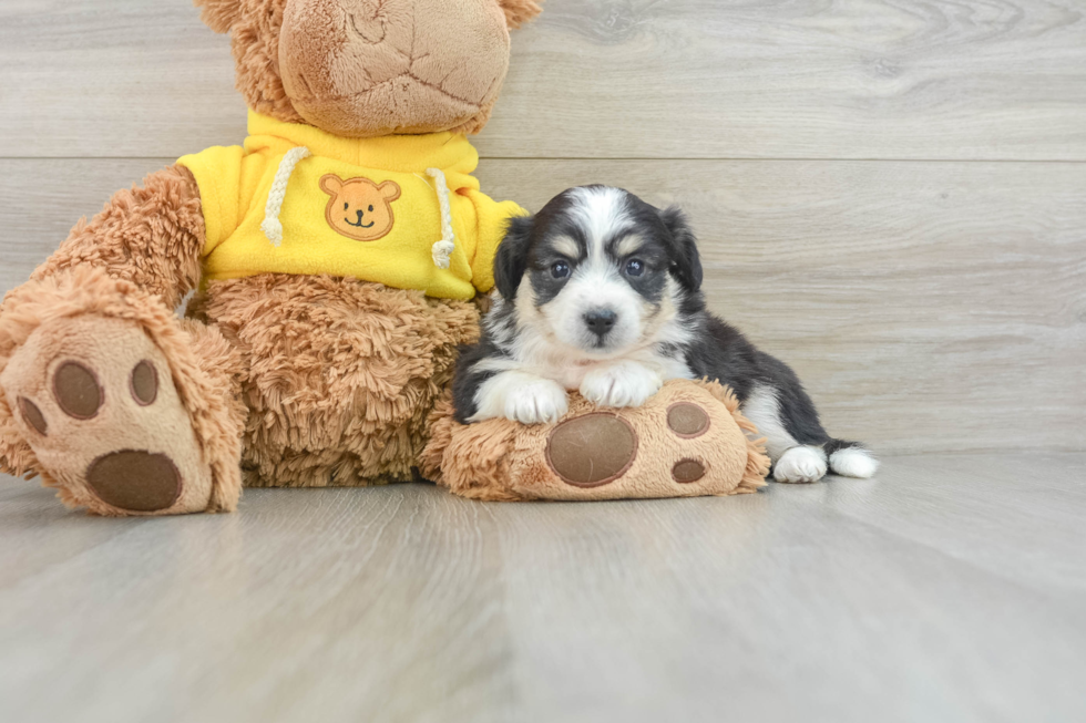 Playful Aussie Bichon Designer Puppy