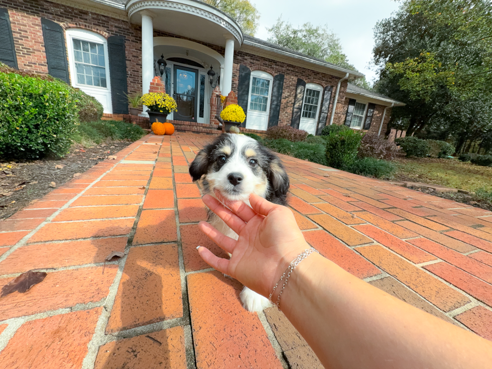 Aussiechon Puppy for Adoption