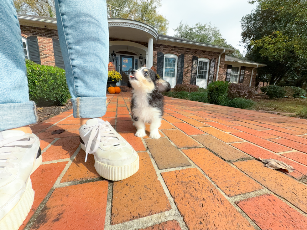 Aussiechon Puppy for Adoption