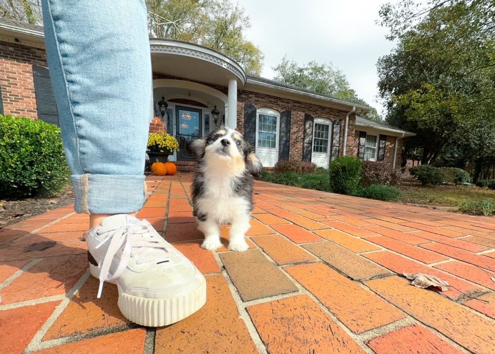 Aussiechon Puppy for Adoption