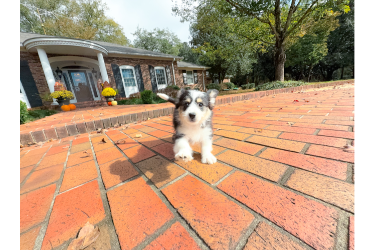 Aussiechon Pup Being Cute