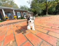 9 week old Aussiechon Puppy For Sale - Simply Southern Pups