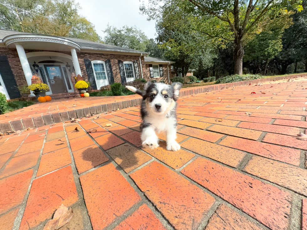 Aussiechon Pup Being Cute