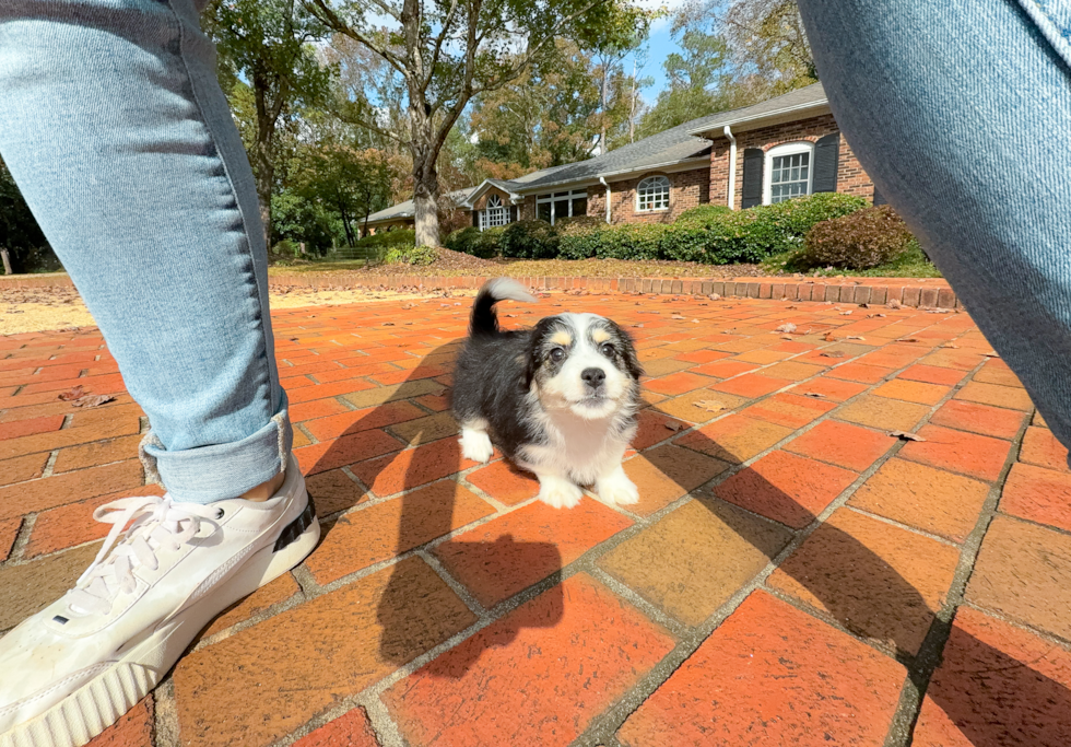 Aussiechon Puppy for Adoption