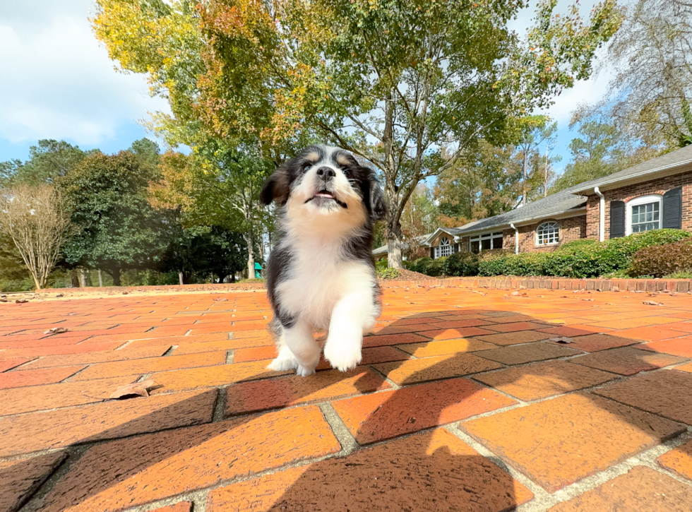 Cute Aussiechon Baby