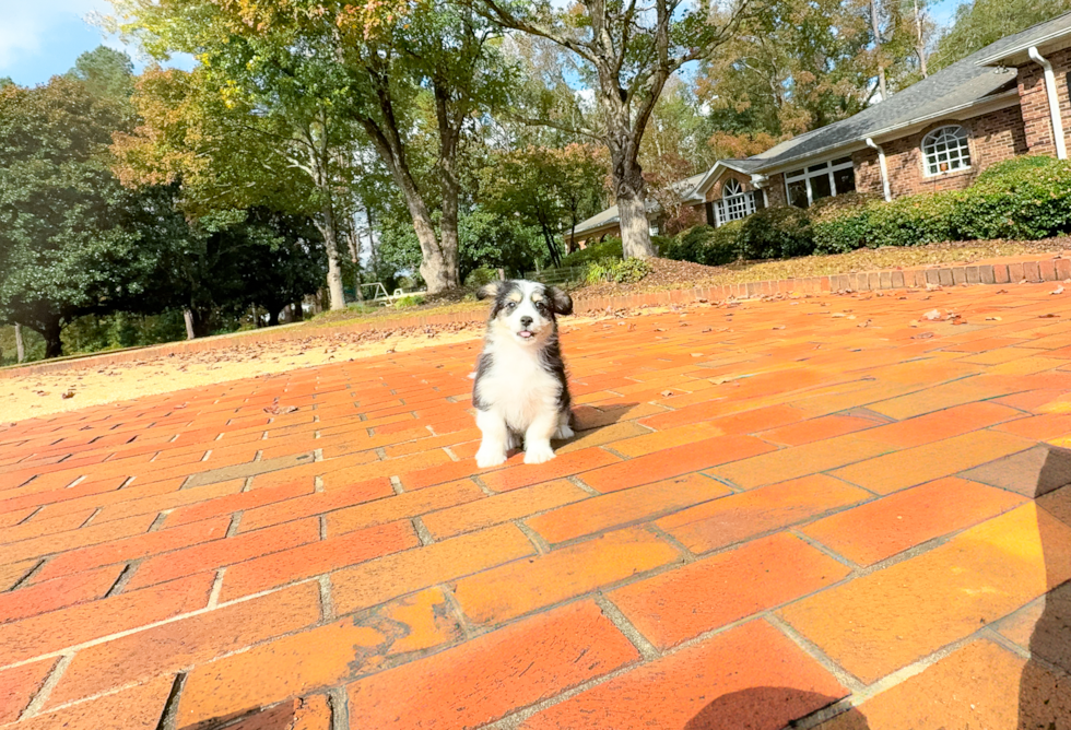 Cute Aussiechon Baby