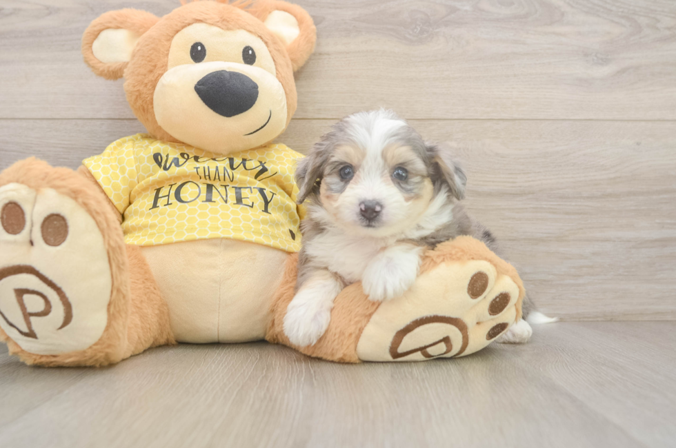 5 week old Aussiechon Puppy For Sale - Simply Southern Pups