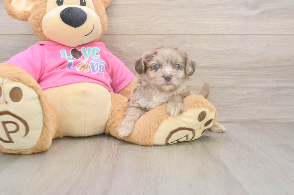 6 week old Aussiechon Puppy For Sale - Simply Southern Pups