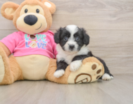 7 week old Aussiechon Puppy For Sale - Simply Southern Pups
