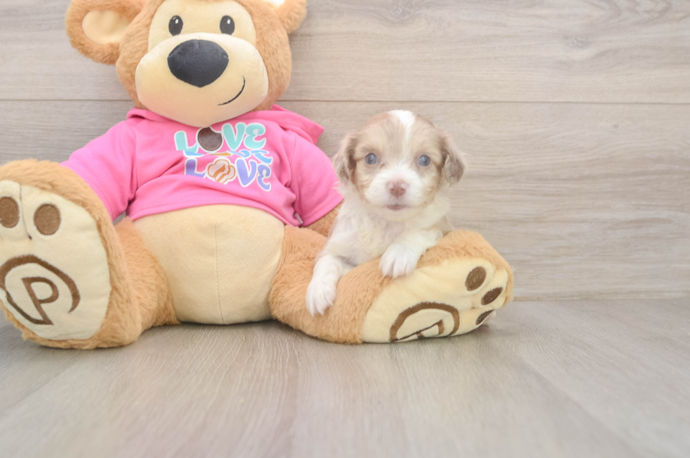 6 week old Aussiechon Puppy For Sale - Simply Southern Pups