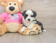 8 week old Aussiechon Puppy For Sale - Simply Southern Pups