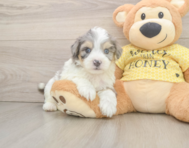 8 week old Aussiechon Puppy For Sale - Simply Southern Pups